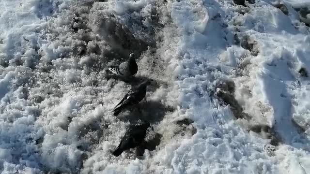 Pigeons walk along the street.