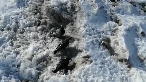 Pigeons walk along the street.