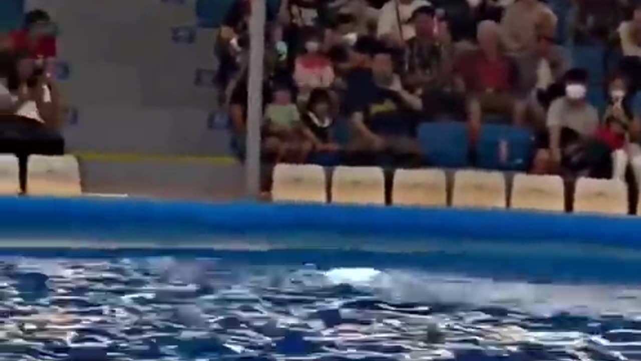 Amazing sports with Dolphin