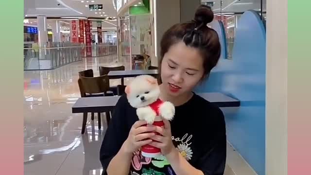 Funny and cute dog 🐕🥰
