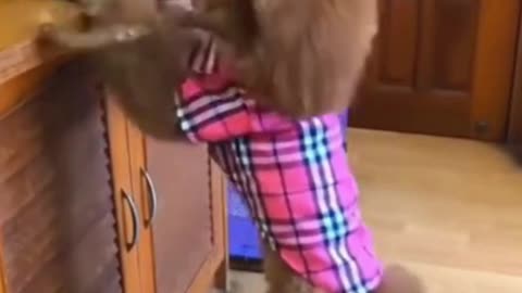 Cute Puppy Helping For Food