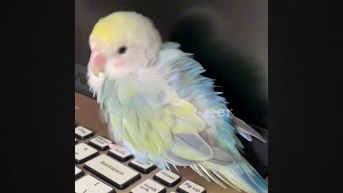This Adorable Bird Will Melt Your Heart! 😍💖