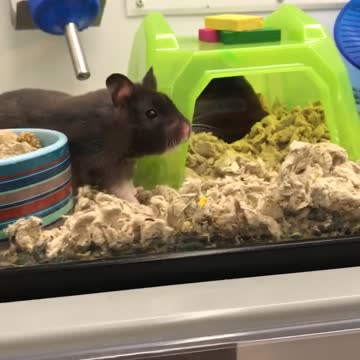 Tired Hamster Yawns And Stretches