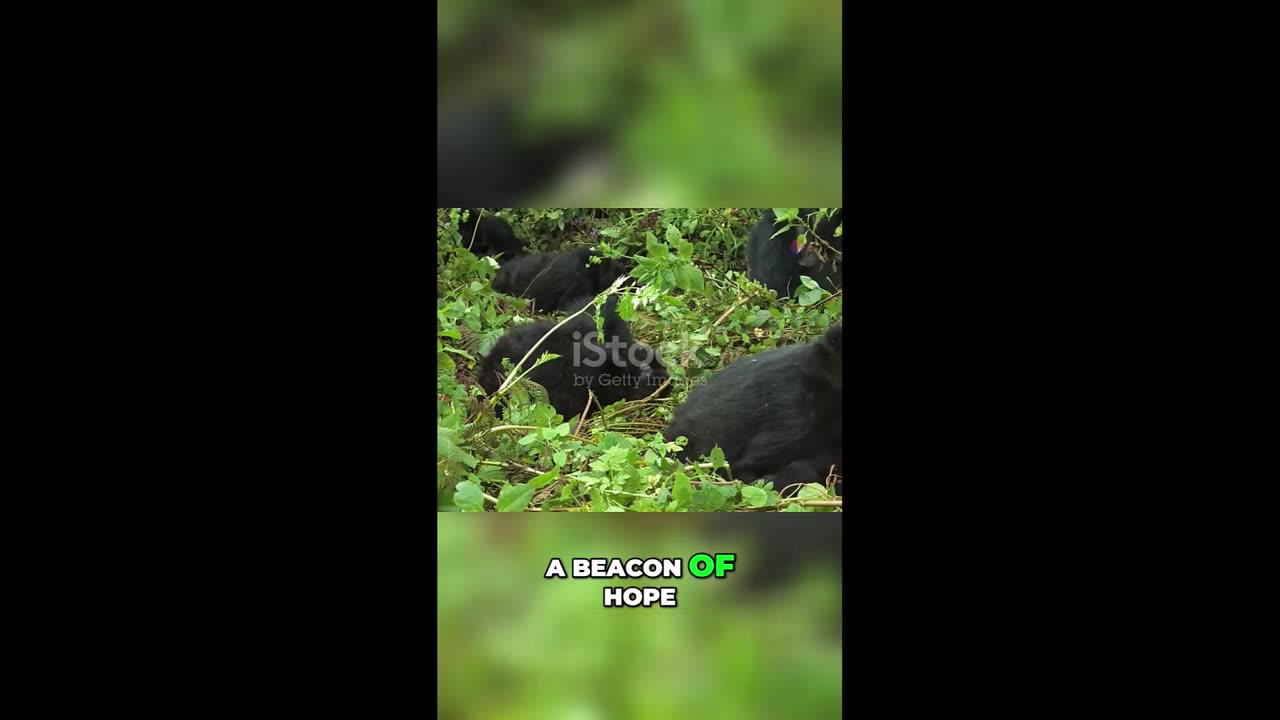 The Mountain Gorilla, found in the forests of Central Africa