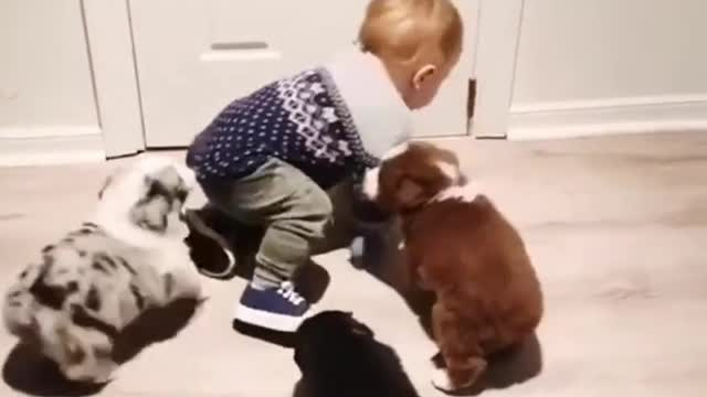 puppy biting tail