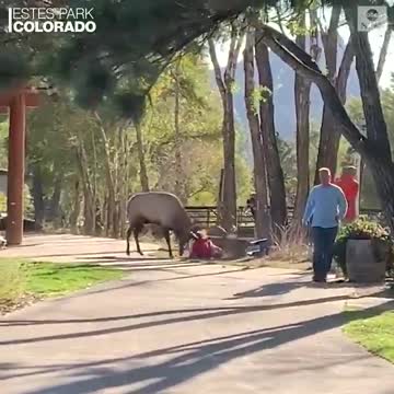 Men watch as woman assaulted by elk