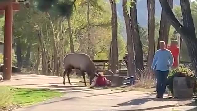 Men watch as woman assaulted by elk