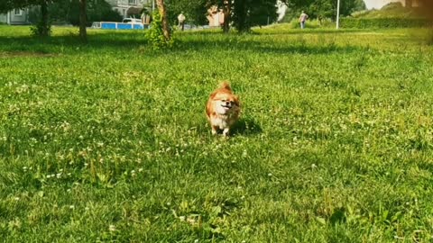 Chihuahua, my love