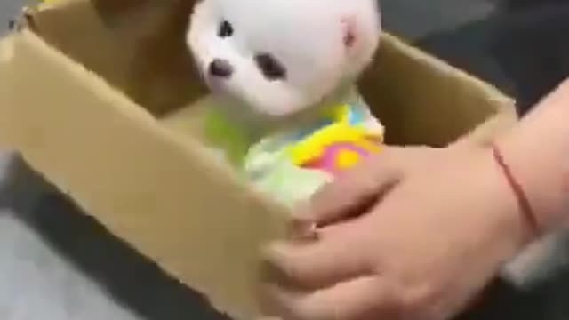 Celo Pets - Animais Engraçados