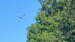 Amazing slow motion video of osprey diving for fish