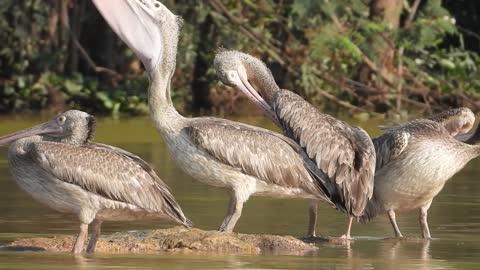 Water bird