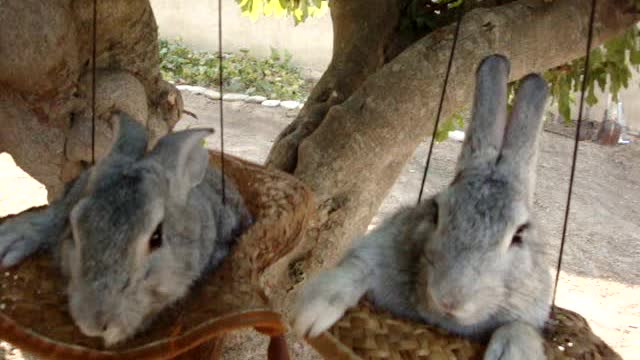 Bunny morning. Cute rabbit twins