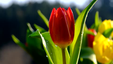 A Beautiful red tulip