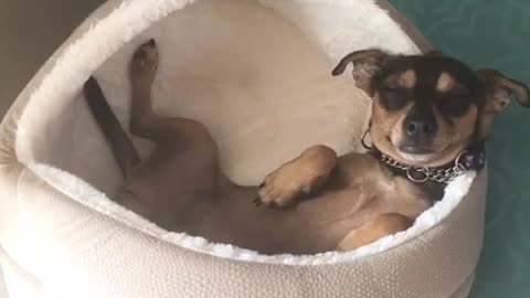 Brown dog laying on back on doggie bed