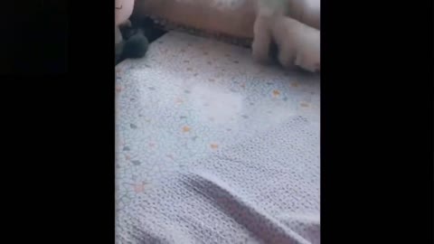 Try not to laugh with these pets✫ ✬ ✭ ✮ ✯