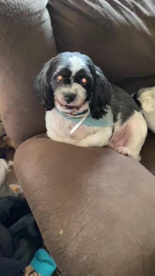 Dog needs attitude adjustment LOL!!??