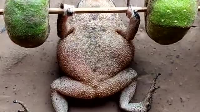 Smart gym of frog