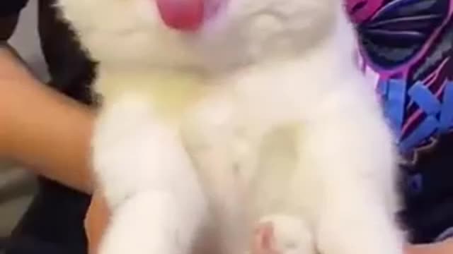 Cute Funny Pets Video.try to not laugh,cute pet video