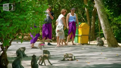 Why are these monkeys stealing from tourists World's Sneakiest Animals - BBC