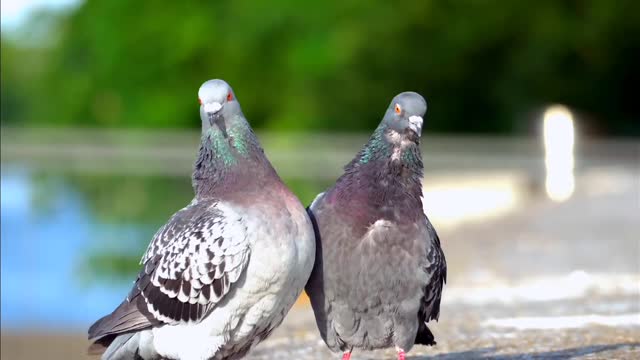 Beautyfull birds । Some Wild Bird and Some pet Birds । Biswajit Sen