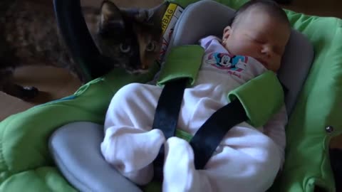 Cats meeting babies for the first time (compilation)