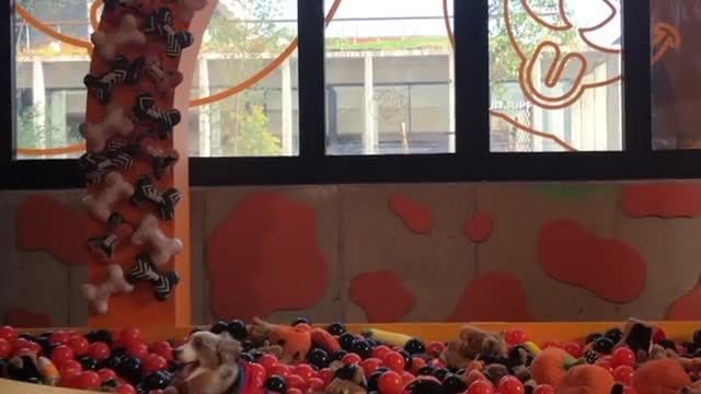 Mini Aussie enthusiastically jumps into ball pit