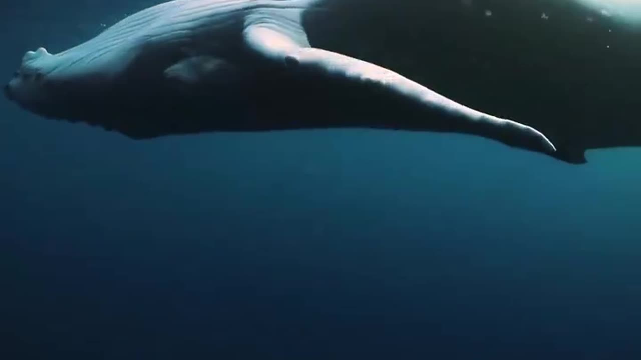 Baby whales at sunset🐋🐬🦈