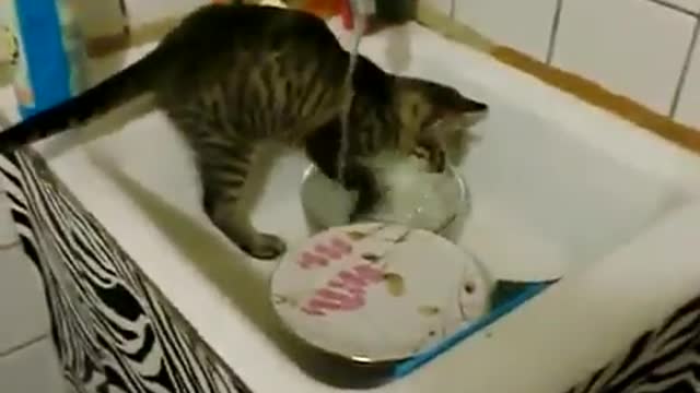 my cat washes dishes for food