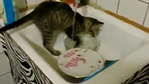 my cat washes dishes for food