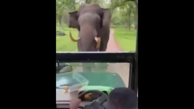 Stays Cool as an Elephant Charges