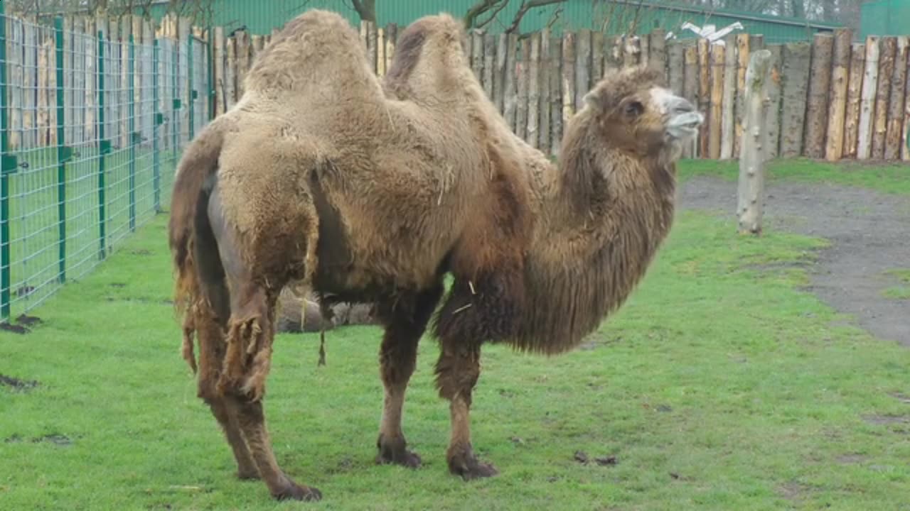 amezing camel