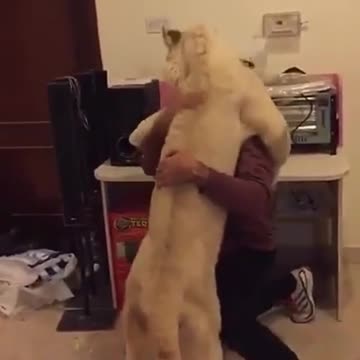 Amoroso león abraza a su cuidador tras no verlo por 3 días