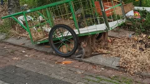 Cat Vs Monkey in a brutal fight