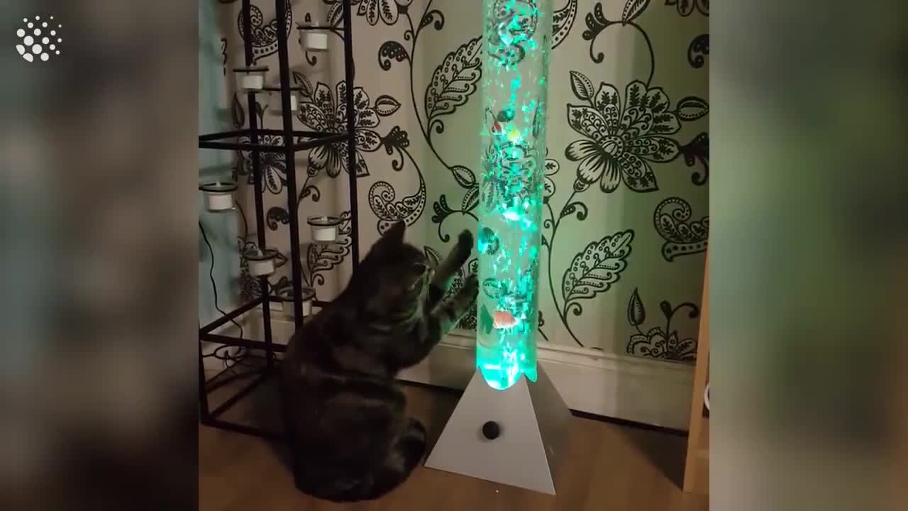 Hilarious Cats Viral Videos