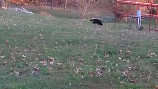 Roxie in leaves with Amanda!