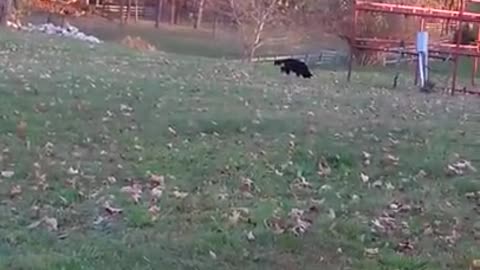 Roxie in leaves with Amanda!