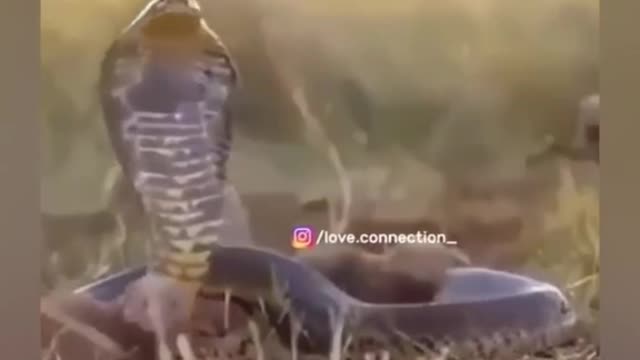 When National Geography And Discovery Channel tekes shoot break 🤣