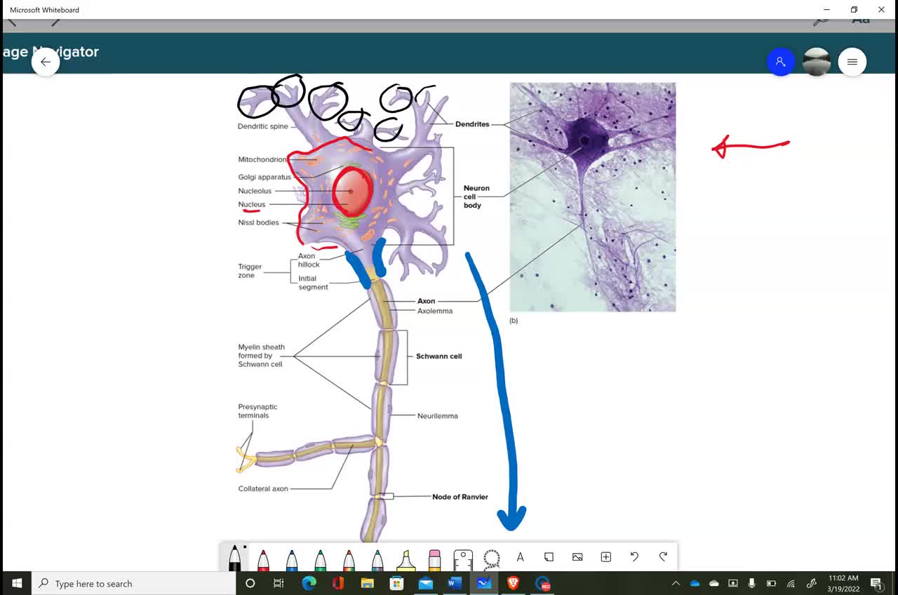 Anatomy and Physiology 1 - Chapter 11 Organization of Nervous Tissue