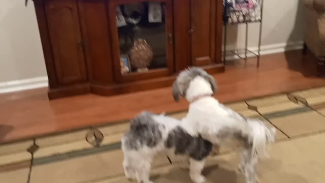 My dogs