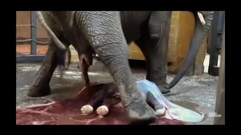 The elephant birth looks like it hurts