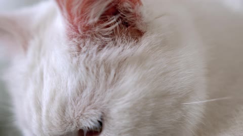 Excellent White Cat