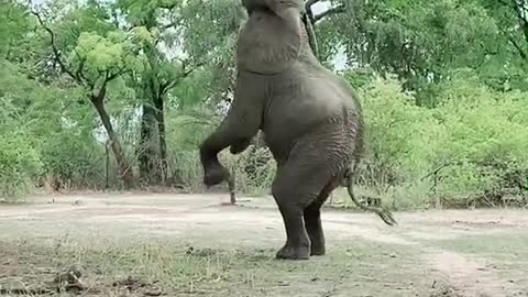 Elephant stands on its hind legs to reach high leaves