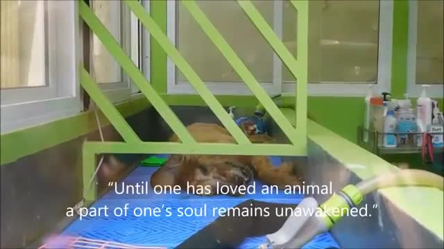 Dogs says Tha Final goodbay to his owner
