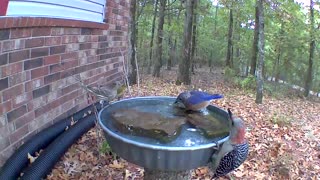 Birds making sure with bowl for birdbath