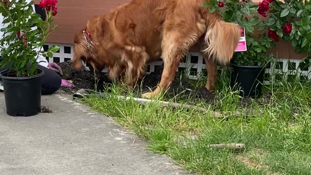 Golden Retriever Helps Dig Rose Garden