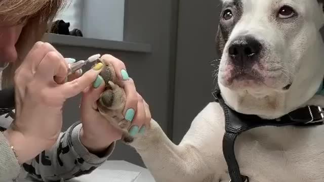 Pit bull with amazing facial reaction during his manicure