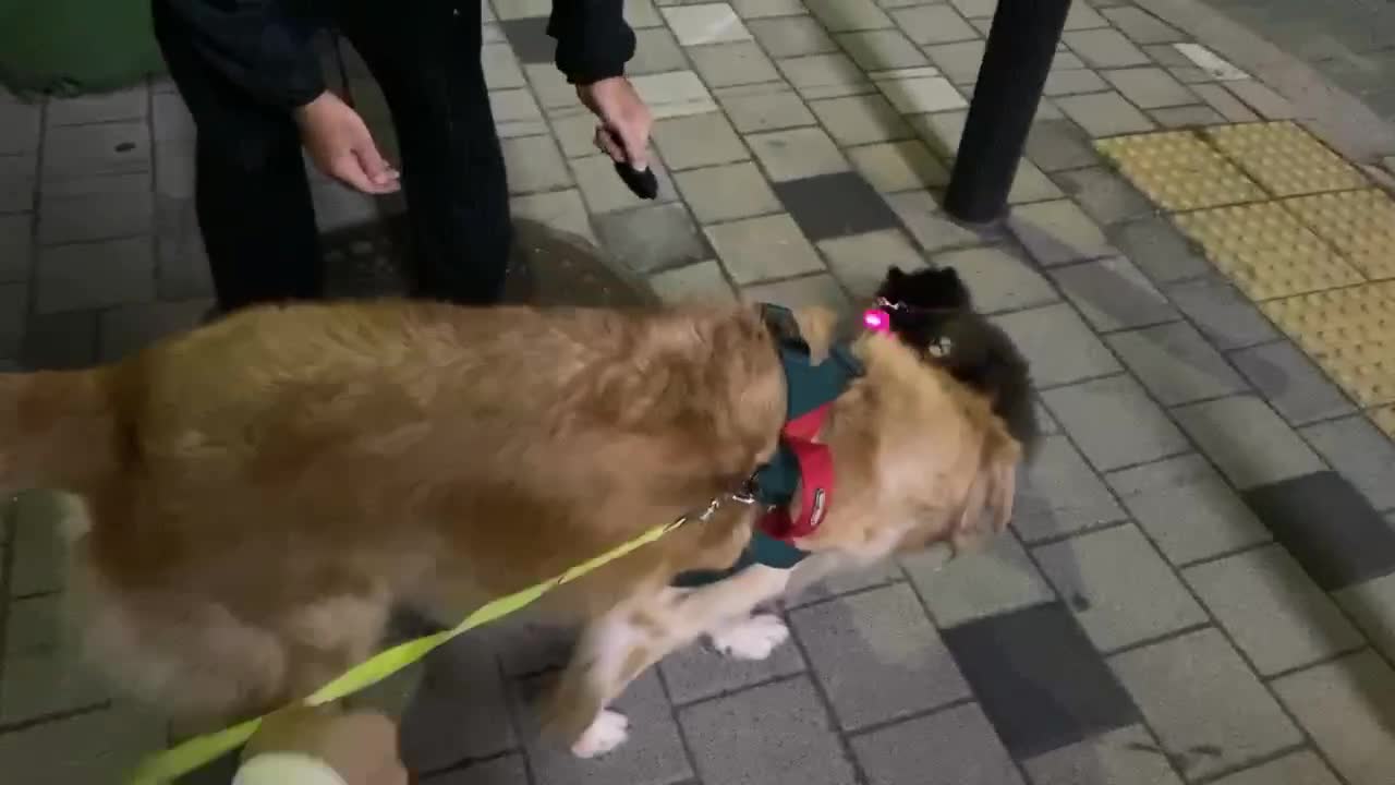 A golden retriever met small friend