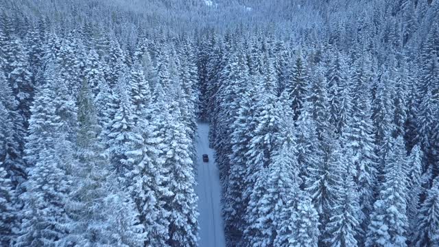 Beautiful snow forest