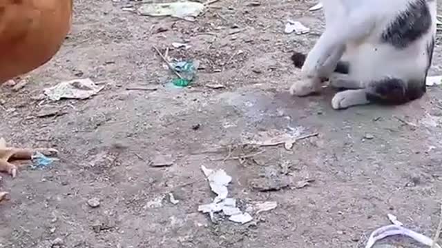 Cat and rooster