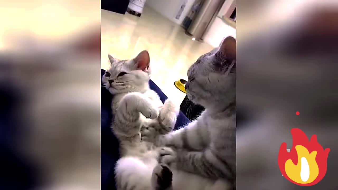 The funniest cat in the world | Oh my God | Super funny videos